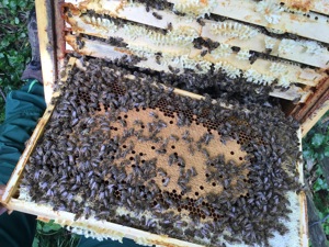 sanftmütige, starke Bienenvölker  Bild 7