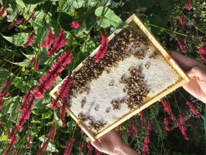 sanftmütige, starke Bienenvölker  Bild 9