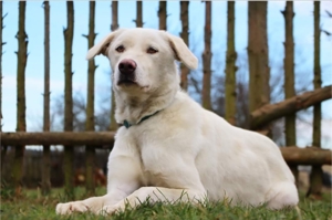 Whity sucht Menschen mit Hundeerfahrung Bild 4