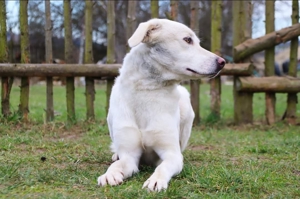 Whity sucht Menschen mit Hundeerfahrung Bild 6