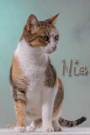 Nia, eine ausgeglichene Katzendame! Bild 3