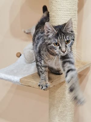 verspielte junge Katze Mila sucht ein Zuhause mit Artgenossen Bild 2