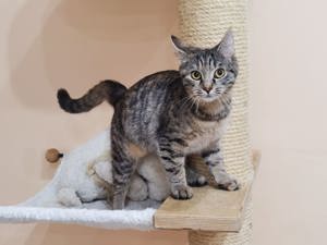 verspielte junge Katze Mila sucht ein Zuhause mit Artgenossen Bild 4