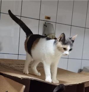 verspielte junge Katze Polly sucht ein Zuhause mit Artgenossen Bild 6