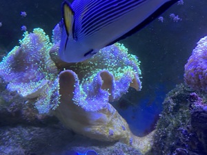 Meerwasser Aquarium  Bild 4
