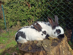 Kaninchen, Stall- Hasen, Englische Schecken   blaue Wiener Mix Bild 1