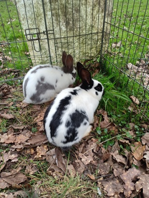 Kaninchen, Stall- Hasen, Englische Schecken   blaue Wiener Mix Bild 2