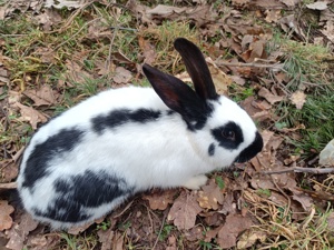 Kaninchen, Stall- Hasen, Englische Schecken   blaue Wiener Mix Bild 3