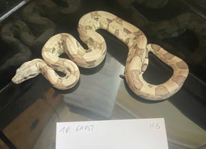 Boa constrictor NZ24  Ghost