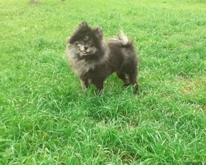 Pomeranian Zwergspitz Hündin blue merle sucht neues Zuhause