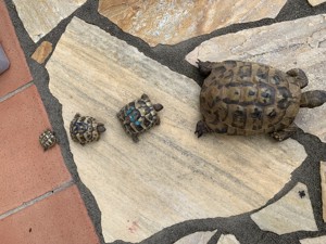 Verkaufe griechische Landschildkröten aus eigener Zucht Bild 7