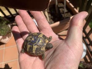 Verkaufe griechische Landschildkröten aus eigener Zucht Bild 9