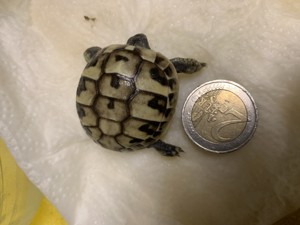 Verkaufe griechische Landschildkröten aus eigener Zucht Bild 5