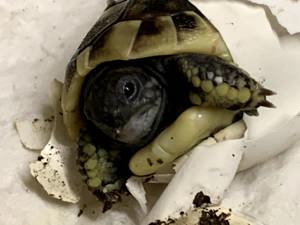 Verkaufe griechische Landschildkröten aus eigener Zucht Bild 3
