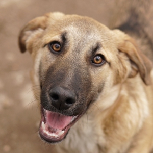 Lauser, geb. ca. 10 2023, lebt in GR auf einem Gelände, auf dem die Hunde notdürftig versorgt werden