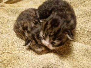 5 wunderschöne maine coon kitten suchen ihren Dosenöffner  Bild 1