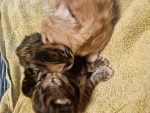 5 wunderschöne maine coon kitten suchen ihren Dosenöffner  Bild 3