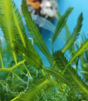 Meerwasser-, Salzwasser-, Makroalge: Caulerpa taxifolia, Grünalge, Federalge