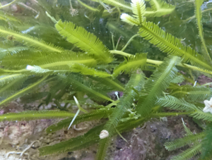 Meerwasser-, Salzwasser-, Makroalgen: Caulerpa taxifolia (Federalge)