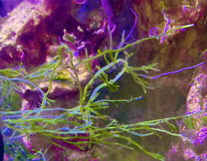 Meerwasser-, Makroalge: Kriechsproßalge, Caulerpa Brachypus Bild 3