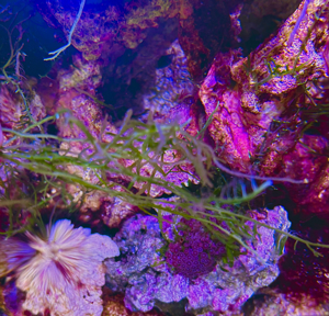 Meerwasser-, Makroalge: Kriechsproßalge, Caulerpa Brachypus Bild 4