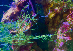 Meerwasser-, Makroalge: Kriechsproßalge, Caulerpa Brachypus Bild 1