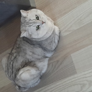 Reinrassige BKH Deckkater 