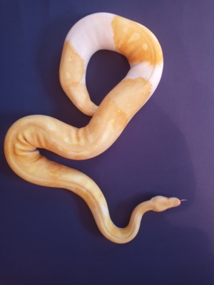 0.1 Albino Piebald DNZ 2019 Bild 3