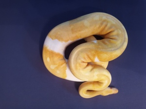 0.1 Albino Piebald DNZ 2019 Bild 2