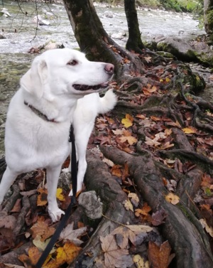 Whity sucht Menschen mit Hundeerfahrung Bild 9