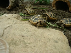 Griechische Landschildkröten zu verkaufen Bild 1