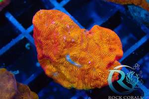 Meerwasser korallen Bild 5
