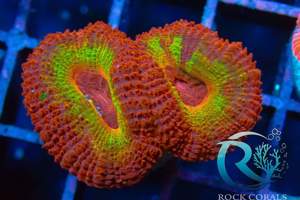 Meerwasser korallen Bild 6