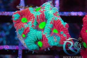 Meerwasser korallen Bild 9