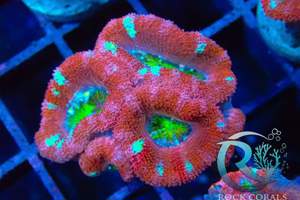 Meerwasser korallen Bild 7
