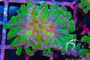 Meerwasser korallen Bild 4