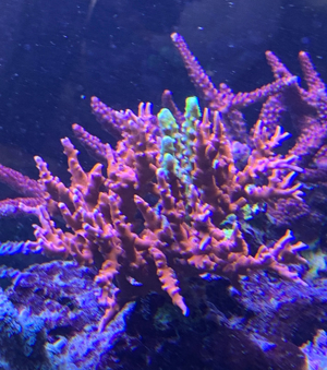 Anacropora JF TNT - selten, Korallen, Meerwasser, Ableger Bild 1