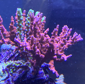 Anacropora JF TNT - selten, Korallen, Meerwasser, Ableger Bild 2