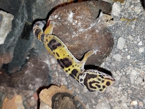 leopardgecko 0.1 Bild 5