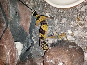 leopardgecko 0.1 Bild 2