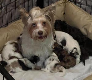 Schöne Yorkshire Terrier Welpen mit seltenen Hundefarbe