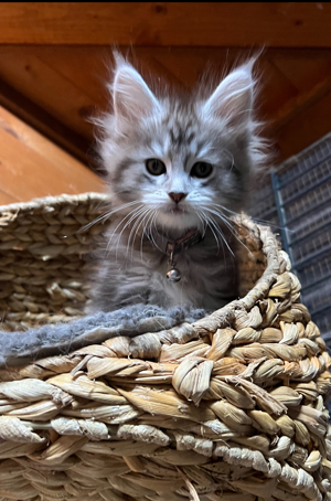 Zuckersüße Maine Coon Kitten typvoll reinrassig  Bild 3