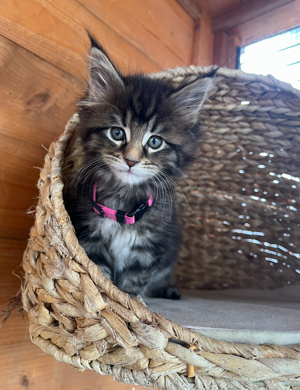 Zuckersüße Maine Coon Kitten typvoll reinrassig  Bild 4