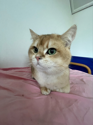 Deckkater Bkh Black Golden Shell BG A Bild 6