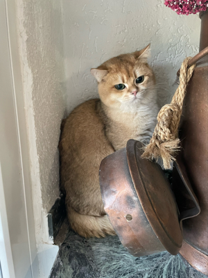 Deckkater Bkh Black Golden Shell BG A Bild 2