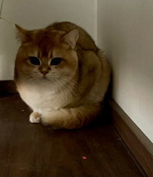 Deckkater Bkh Black Golden Shell BG A Bild 5