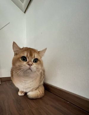 Deckkater Bkh Black Golden Shell BG A Bild 3