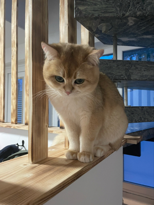 Deckkater Bkh Black Golden Shell BG A Bild 8