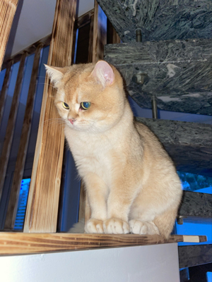 Deckkater Bkh Black Golden Shell BG A Bild 7