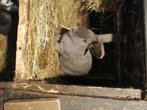 Kaninchen Hasen Bild 1